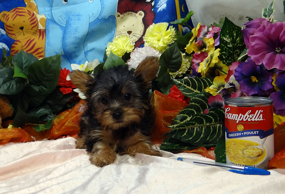 Best Yorkie Breeder, Best Yorkie Baby, Teacup Yorkie